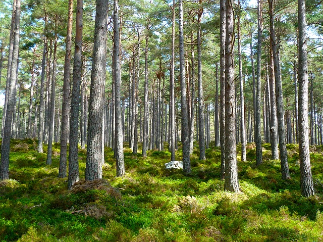 Miško kirtimas – vienas iš rizikingiausių darbų šalies ūkyje